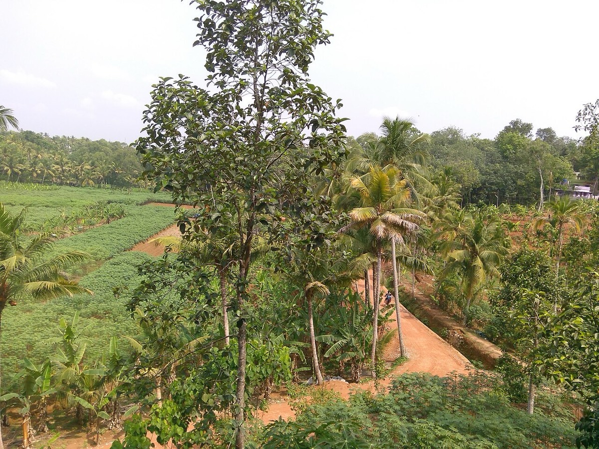Bhogapuram